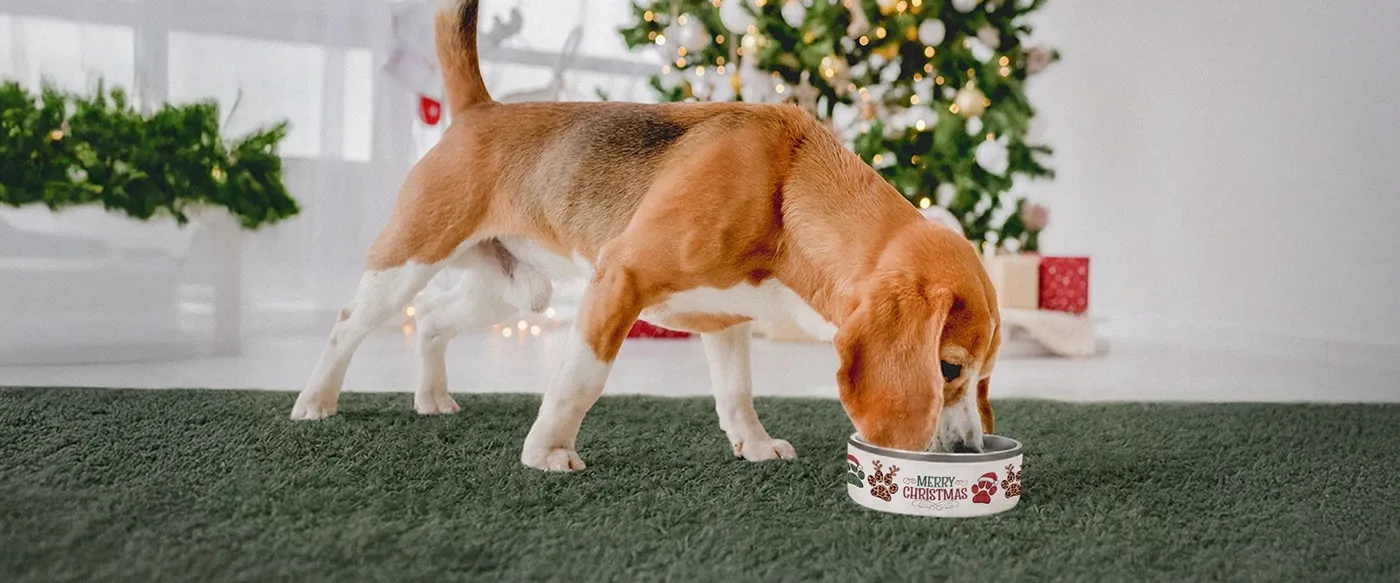 Dog Bowl