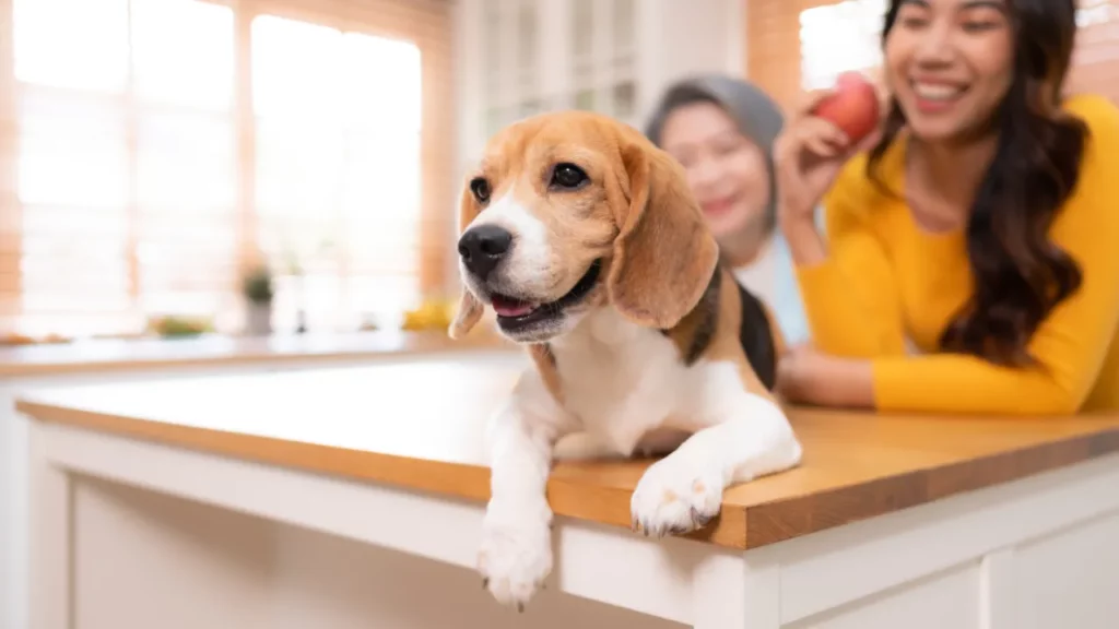 Dog Mom - Mothers Day (7) • merchOne • merchOne